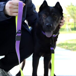 Honeycomb Embossed Dual-Color Pet Leash Set Is Stylish And Fashionable. The Embossed Surface Enhances The Leash's Grip, Preventing Slippage When Held. The Product Is Waterproof, Wear-resistant, Odor-r